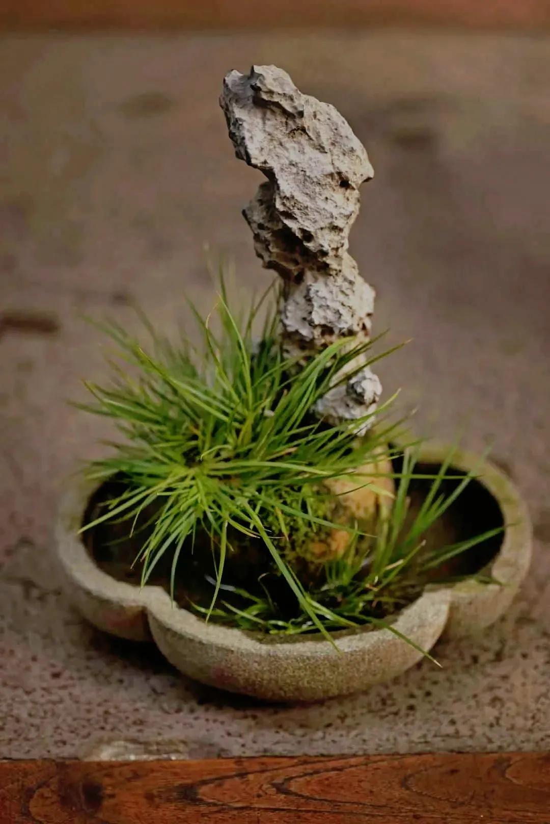 首次开讲王大蒙菖蒲研修班成为全国研究学习菖蒲文化的高地