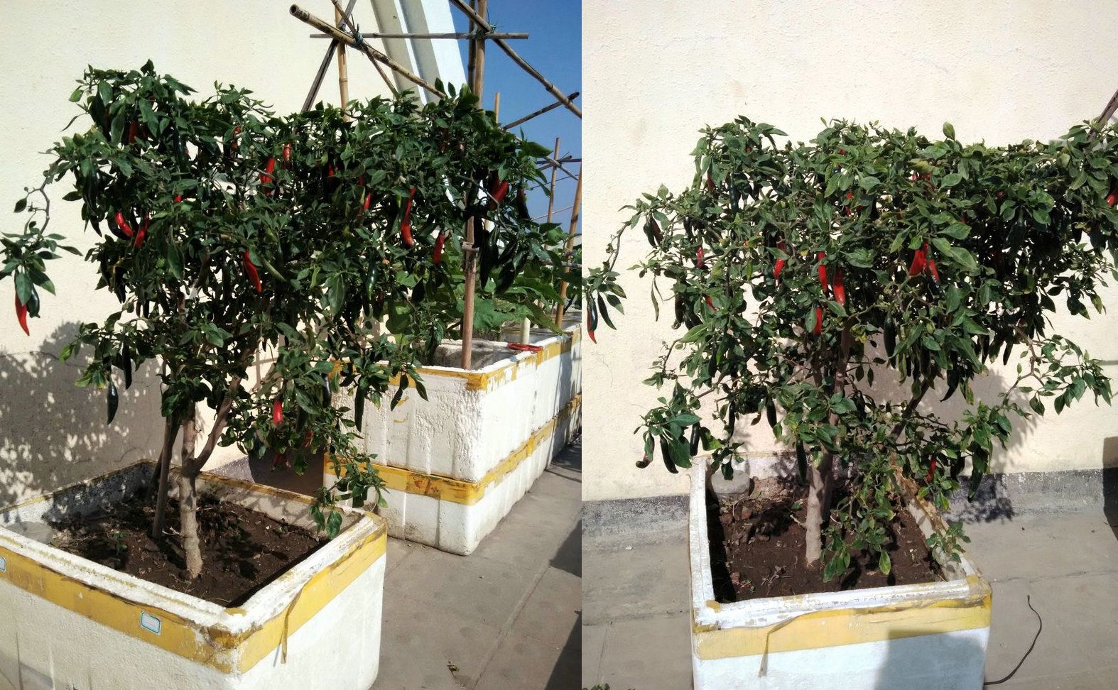 辣椒为木本植物,可以像树一样多年生!