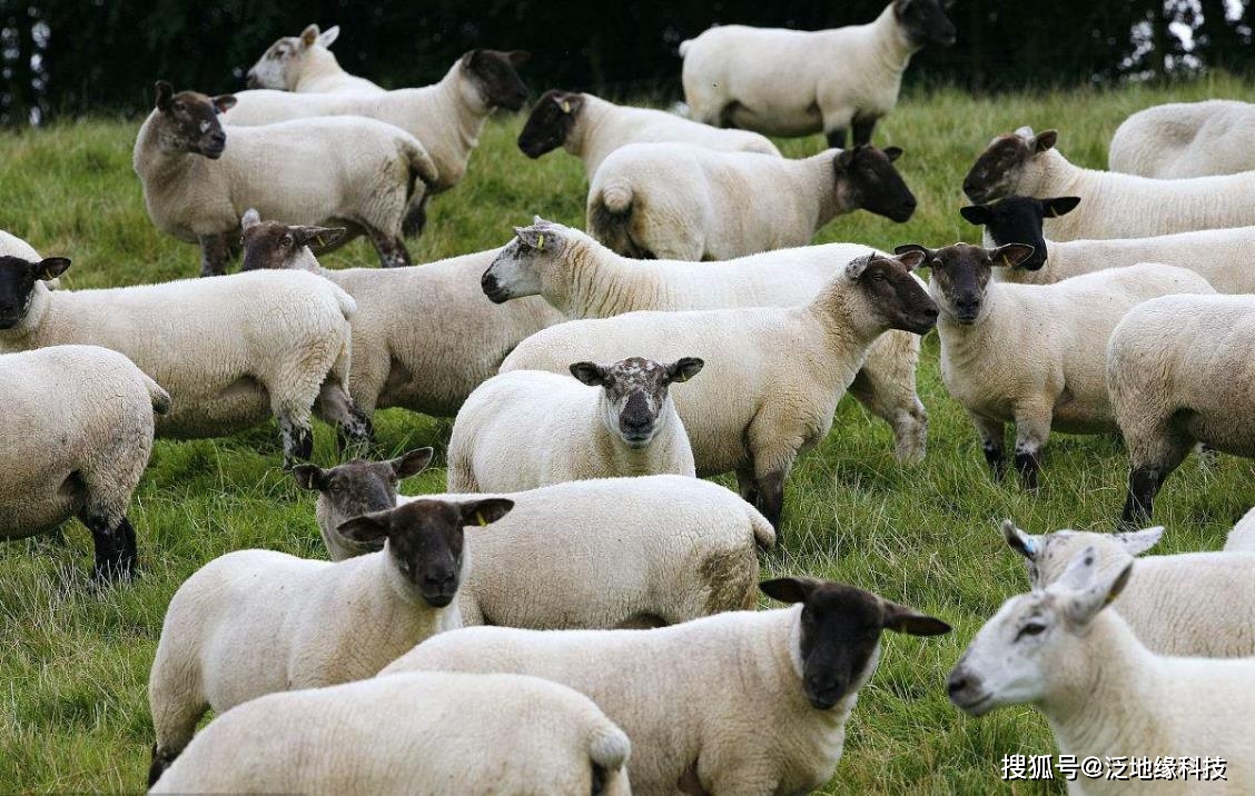 当前,大多数的养殖场仍采用原始的手工操作方式,工作效率低下,出错