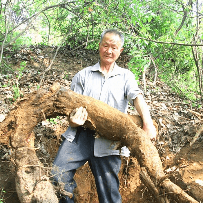 粉葛的功效和作用 来自搜狐网