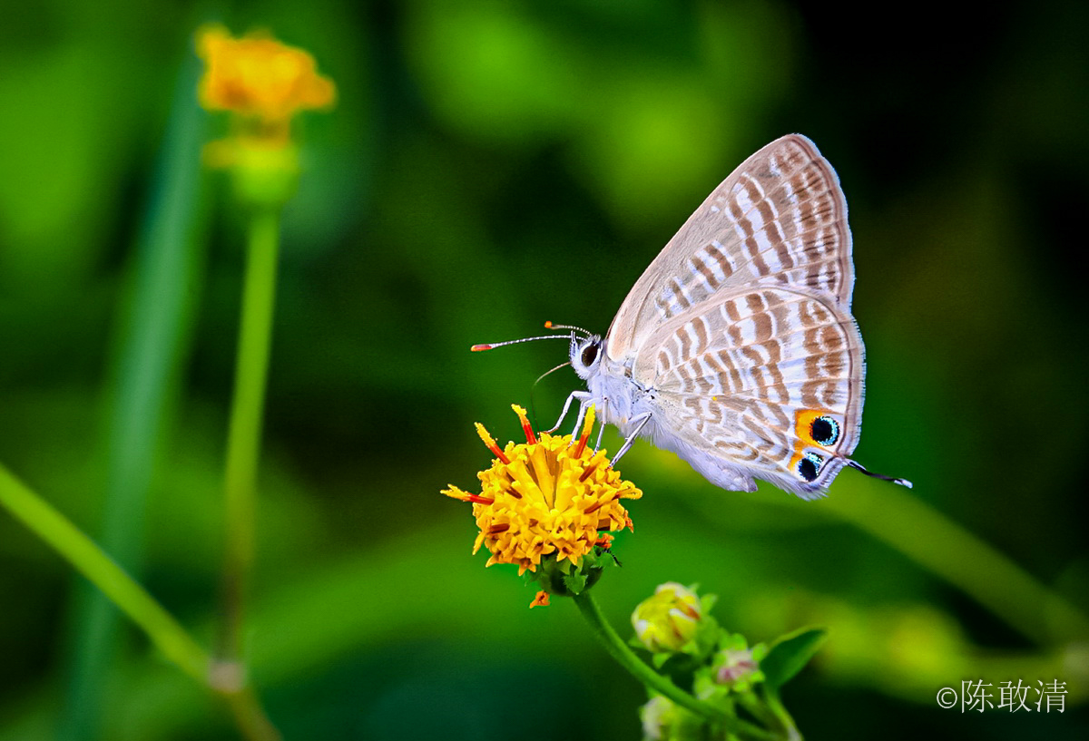 原创eos 5d4伴我挑战微观生态世界