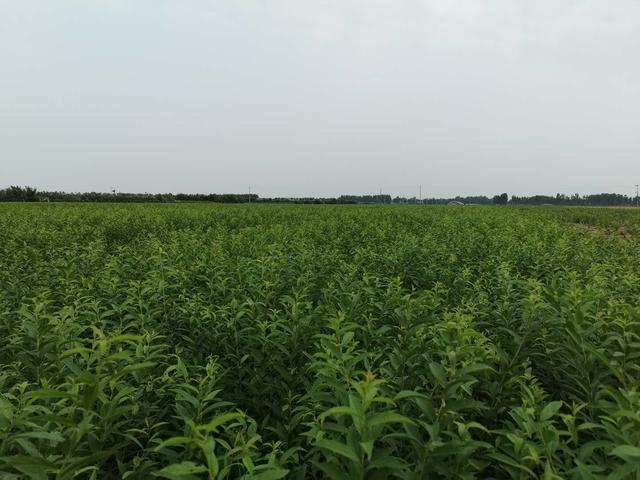 "六稳,六保"新形势下的欧李产业乘风破浪_发展