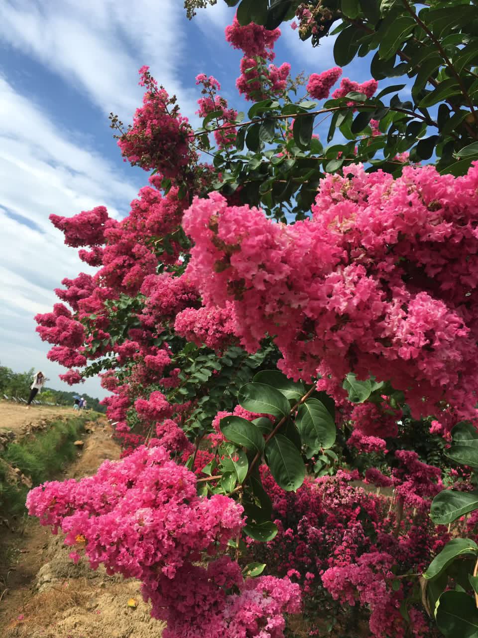 速生艳红紫薇新品种紫薇苗基地速生艳红紫薇市场价值