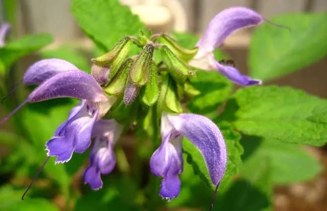 农村孩子爱吃的蜂糖罐它可不是普通野草而是紫丹参