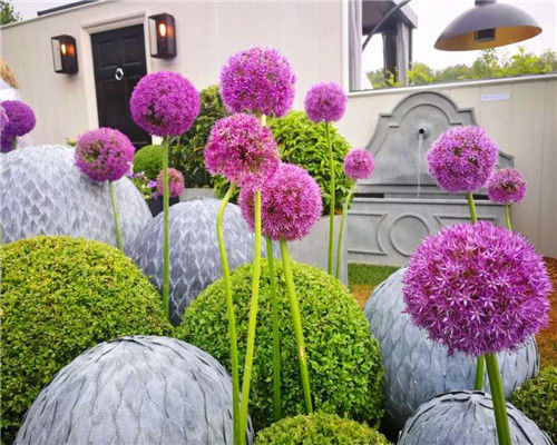 此花造型奇特,如同紫色棒棒糖,色彩绚丽花期长,养护简单仅3招