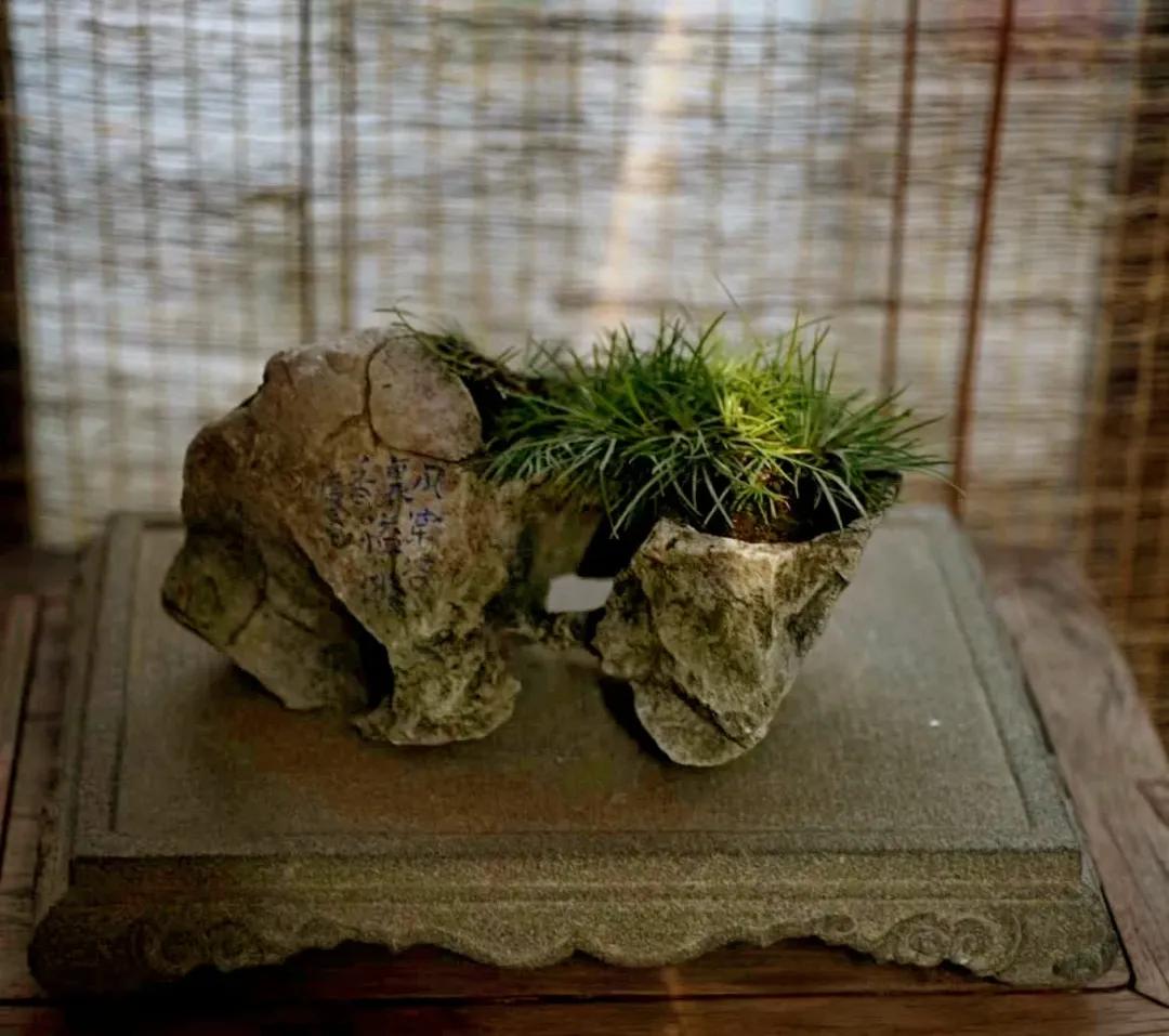 【王大蒙菖蒲研修课程】留一盆蒲香,享一刻安宁