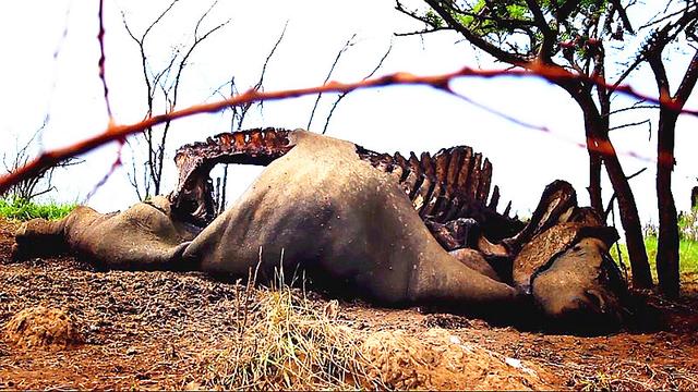 原创大量的犀牛接连不断的飞上天,动物保护组织的人员可忙坏了