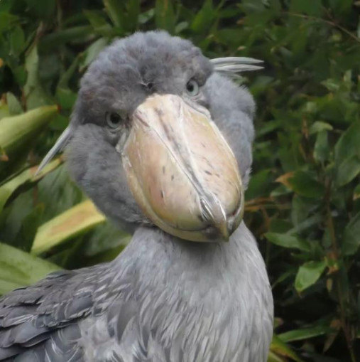 知道,有时候说一些人,在真相面前还死不认账的时候,就说是死鸭子嘴硬