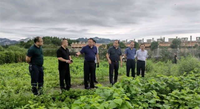 湖南省农业农村厅总农艺师唐建初在紫霞桑蚕公司调研时指出:推行生态