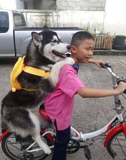 搞笑趣圖:狗子:快停車,這不是去幼兒園的路_笑死人