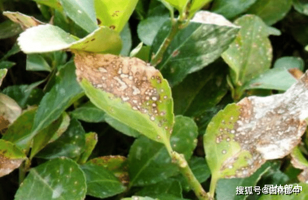 当然,除了以上这些常见的叶部病害外,有时黄杨也会发生褐斑病或者轮