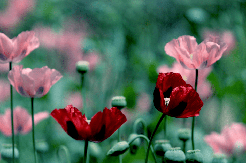 原创原创诗词严从怀七绝花木情缘二十首