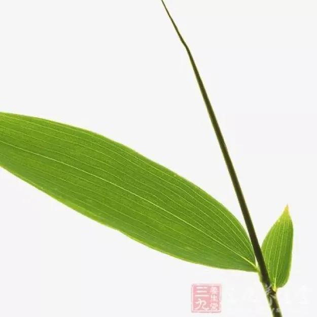 竹叶和淡竹叶,不要傻傻的分不清_叶片