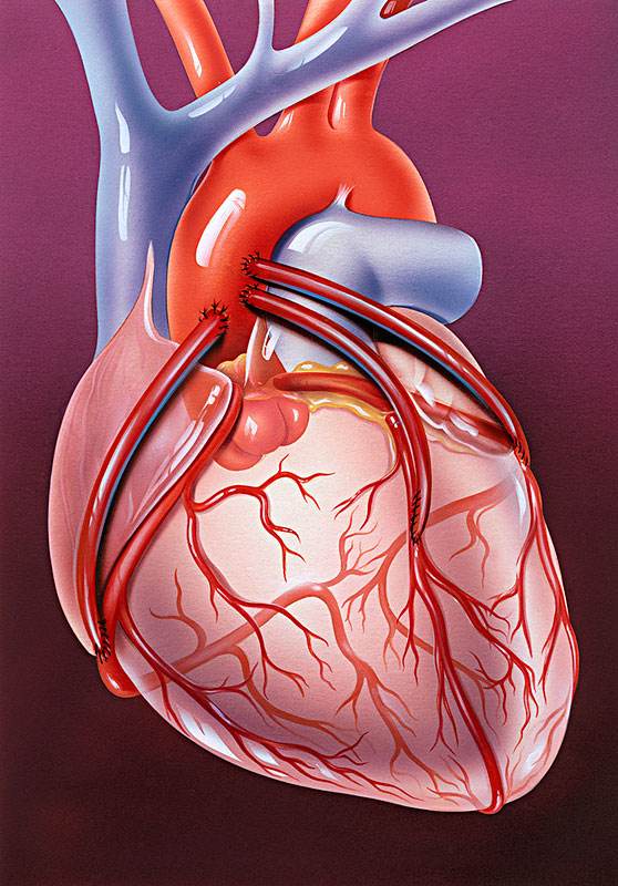 心脏体积约相当于一个拳头大小