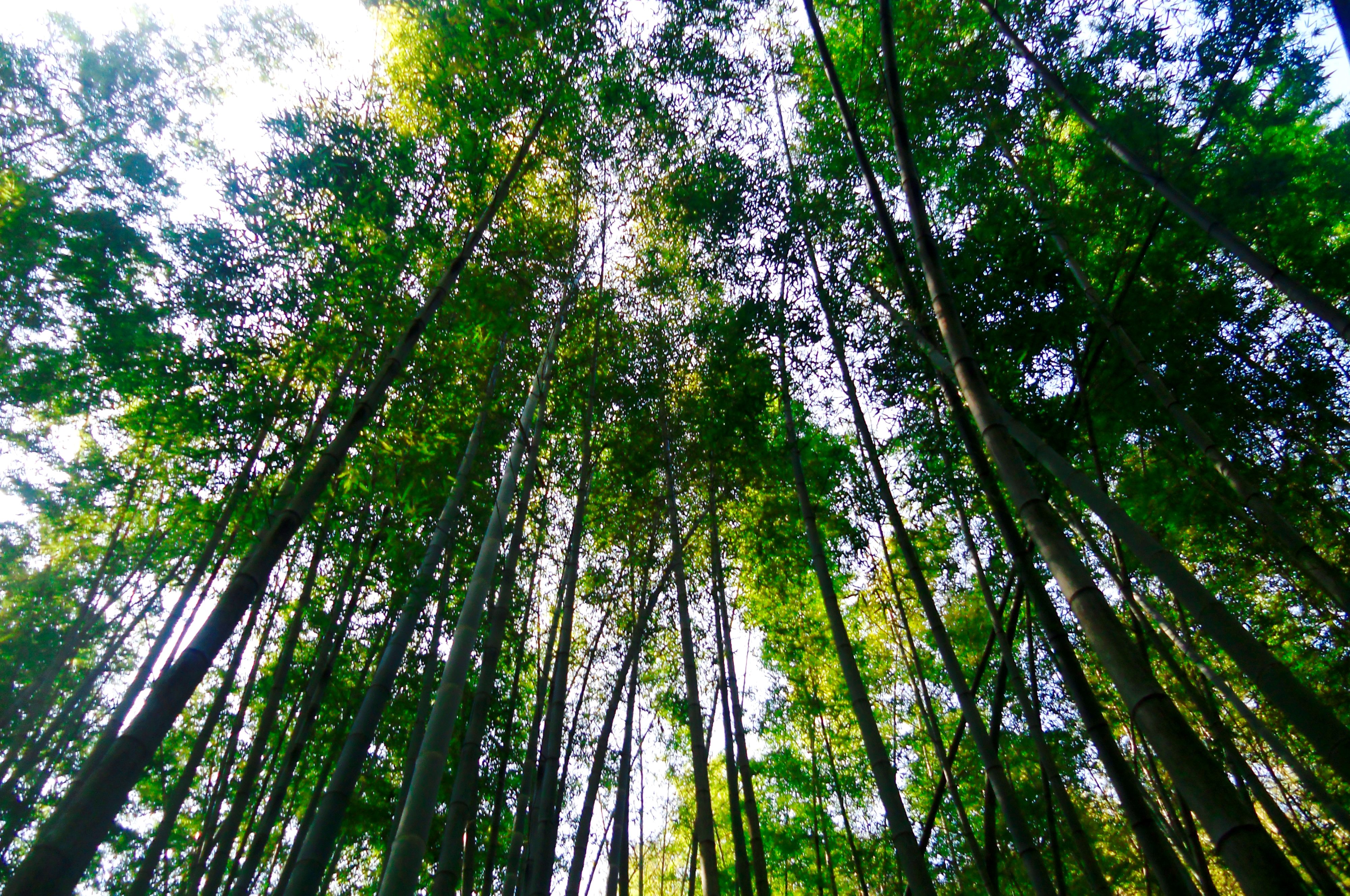 江西鹰潭龙虎山竹林