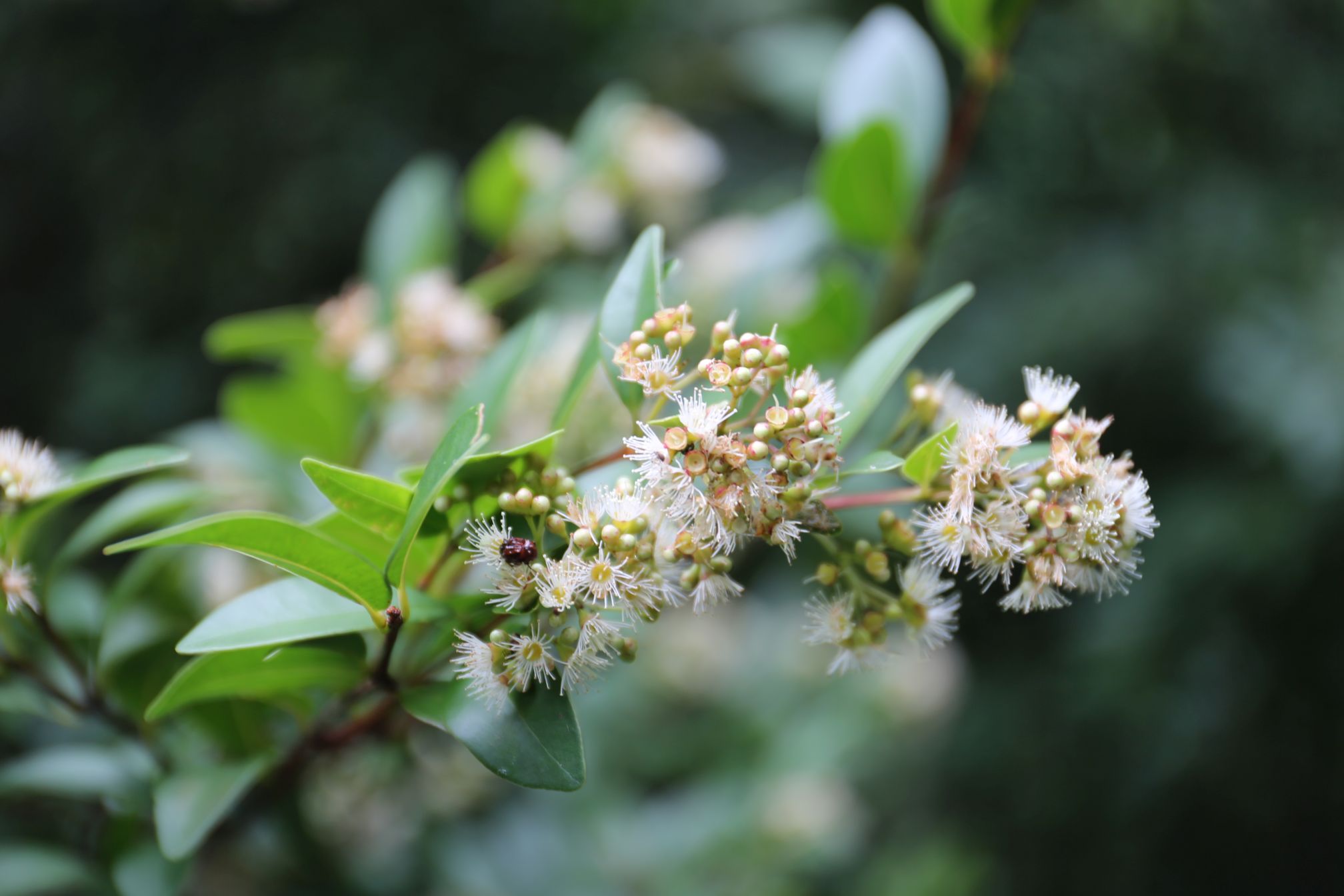 庆元植物1186桃金娘科赤楠属华南蒲桃