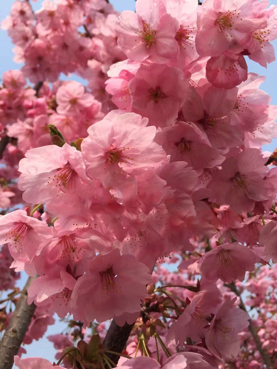 樱花长啥样特点图片