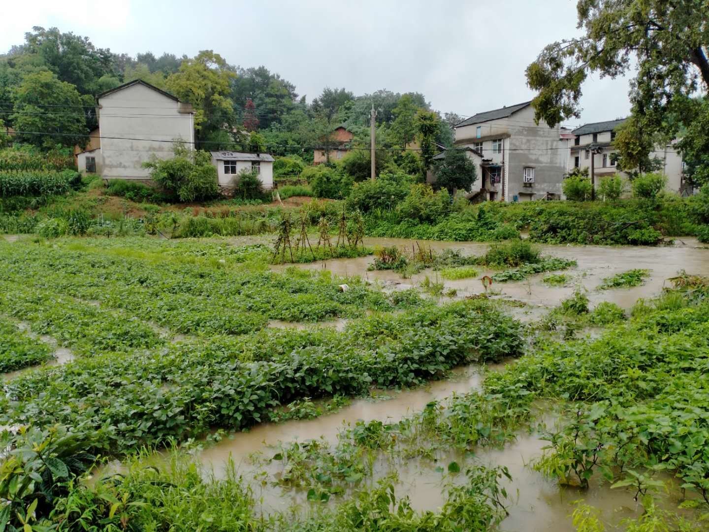 大雨侵袭,湖北鄂州赵寨村党员干部齐上阵,争当抗涝领先第一人