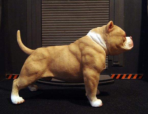 犬只,它的身体结构非常的紧凑,坚硬的肌肉抚摸起来给人非常坚实的感觉
