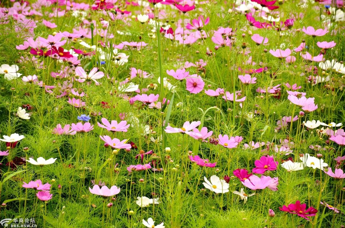 花海游不用东奔西跑,宝鸡城区渭河公园种植大片花海等你撩!