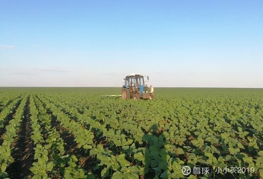 精益求精不负吃心洽洽瓜子凭中国美味走向世界