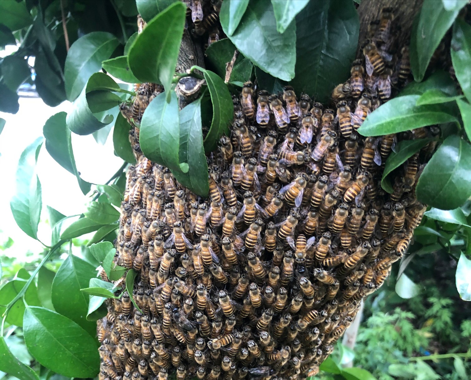 险林三蜜蜂图片