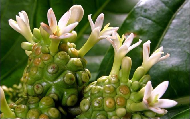 诺丽对人体各系统的调节功能