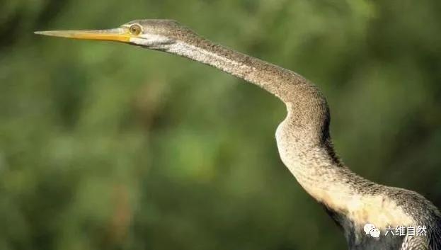 热带中一种奇特水鸟,颈细长如蛇,特别是在游泳时更像一条水蛇