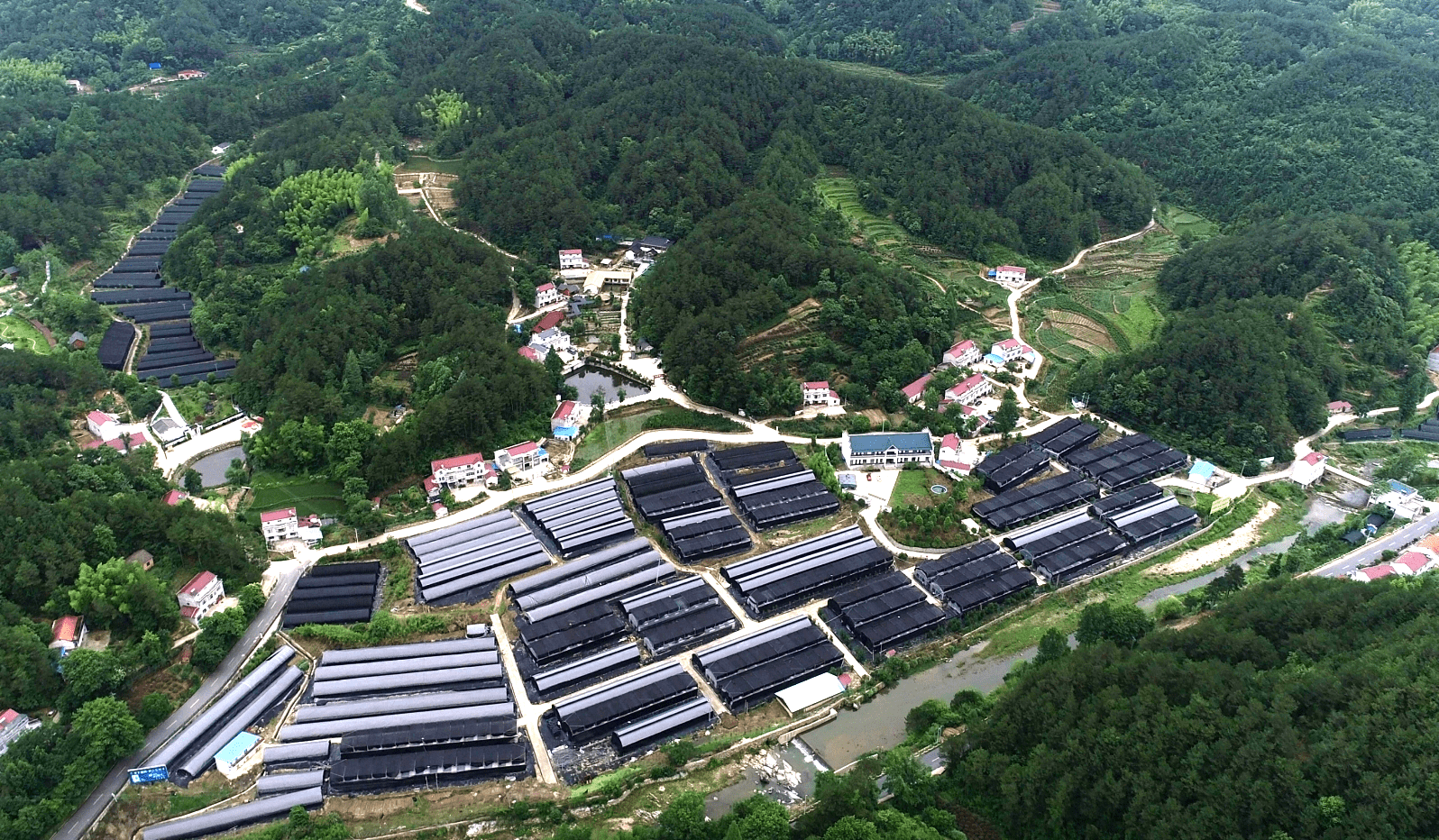 走进中国石斛之乡天然基因宝库霍山县王家店村