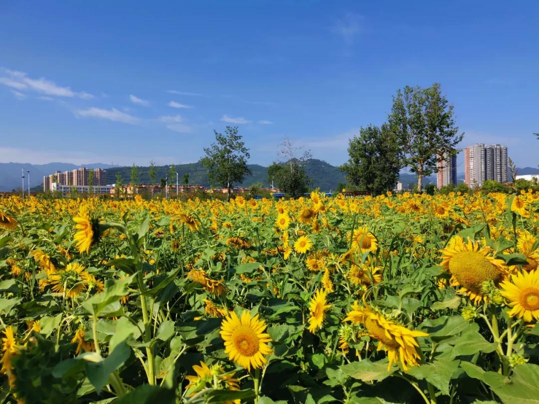 藏不住了宝鸡市区惊现两片向日葵花海免费打卡30分钟直达