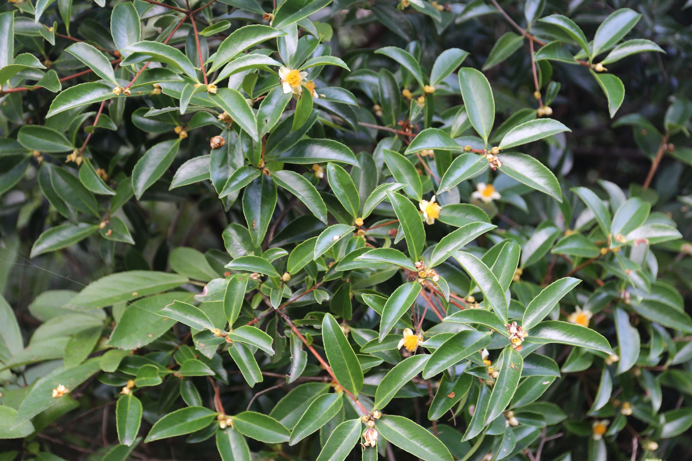 庆元植物1191-山茶科-石笔木属-小果石笔木