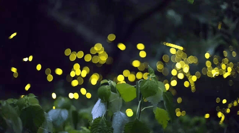 【诗词鉴赏】有萤火虫的夏天,有醉美的诗词!