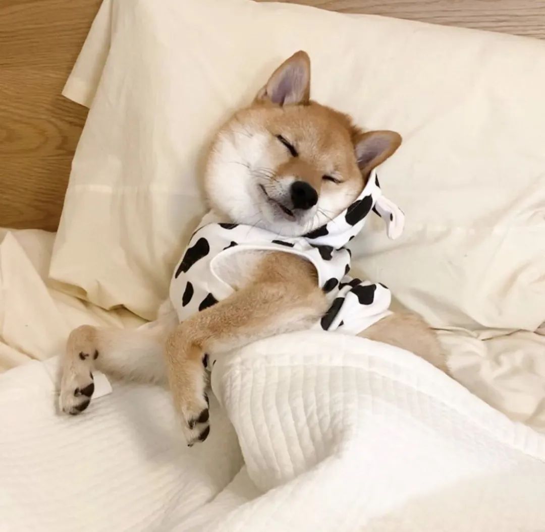 原创主人晒出狗狗睡觉的照片,全网的人直呼:太治愈啦!