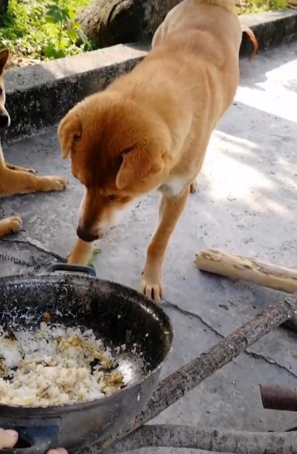 原创大黄狗要吃大米饭,发现同伴不对劲,扭头一瞧慌了