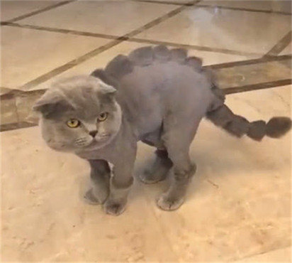 原创主人帮猫换了新发型猫咪摇身一变成恐龙孩子看到后不淡定了