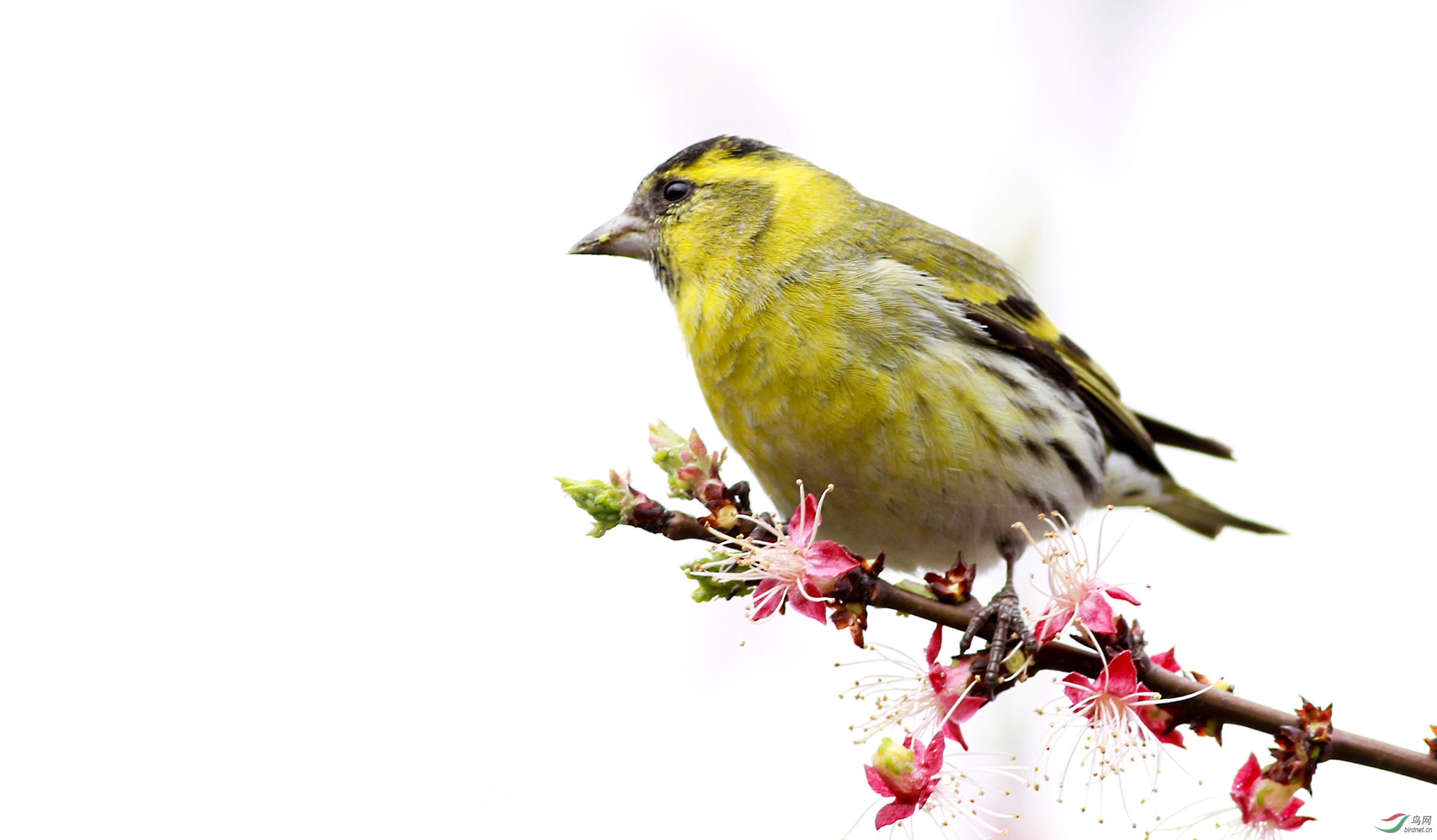 杨宝救了黄雀一命,子孙位居三公