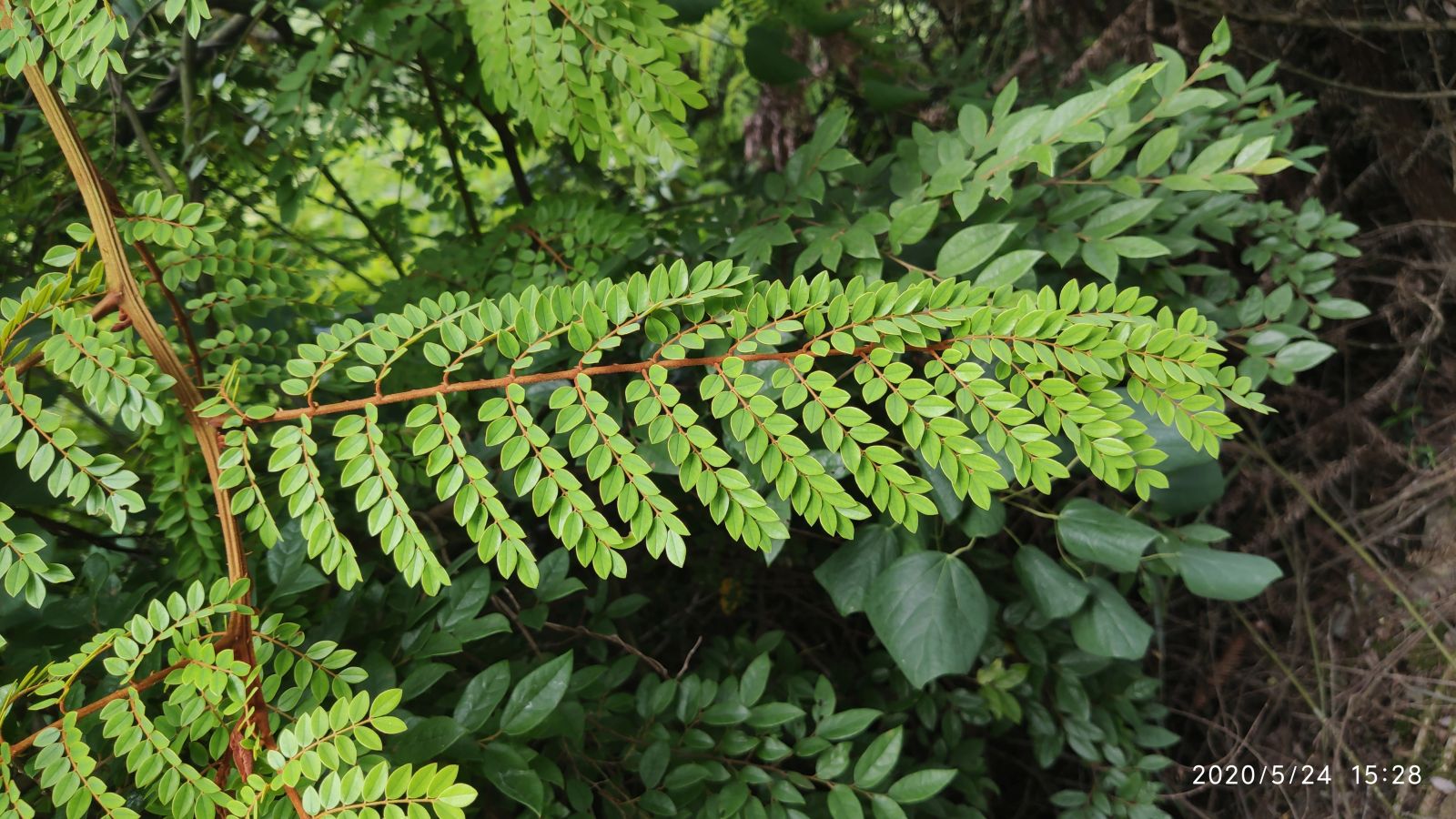 庆元植物1193-豆科-云实属-春云实