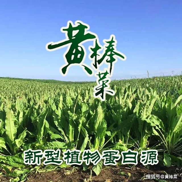 黄棒菜百科图片