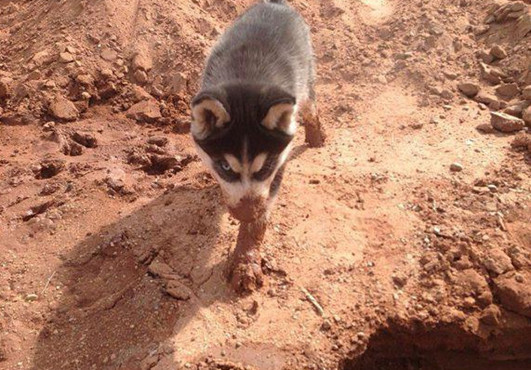 小伙带二哈去农村玩它放飞自我钻土洞却意外找到了一座靠山