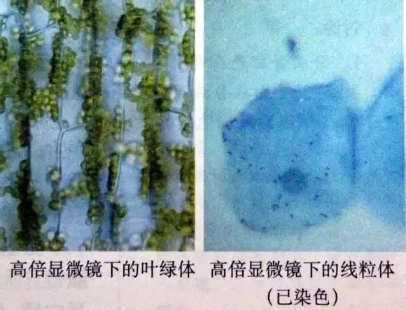 三,用高倍顯微鏡觀察線粒體和葉綠體