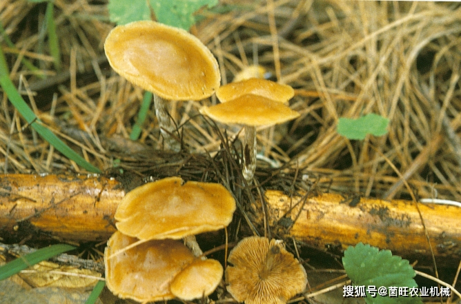 秋生盔孢伞图片