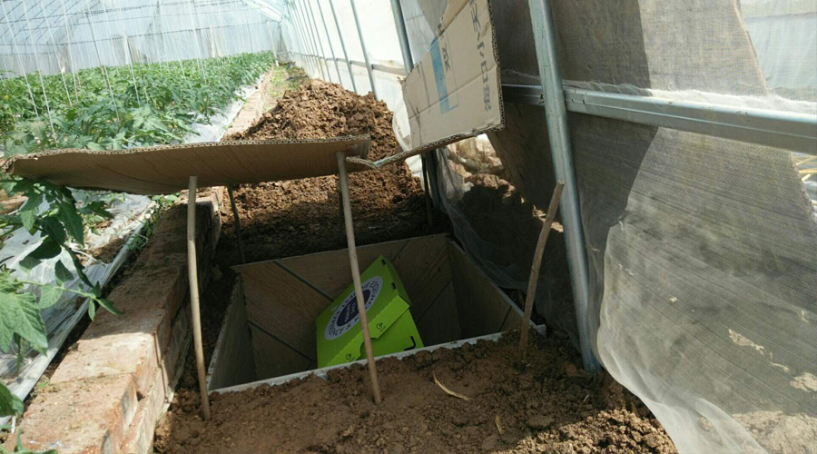 夏季使用熊蜂授粉的几点注意事项_手机搜狐网