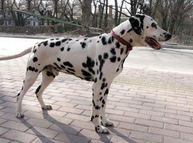 原创斑点犬,因一身斑点而非常有时尚感,博得了人们的眼球