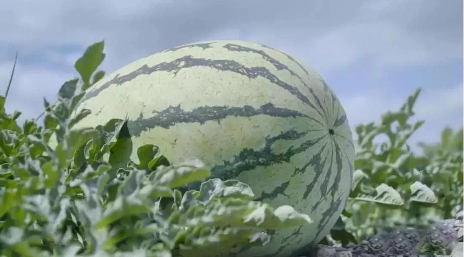 注意了,正宗中卫硒砂瓜长这样,可别再买错了!