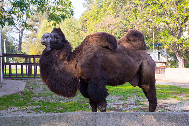 单峰骆驼:"我好喜欢你,你看到我嘴里的粉红色肉球了吗?