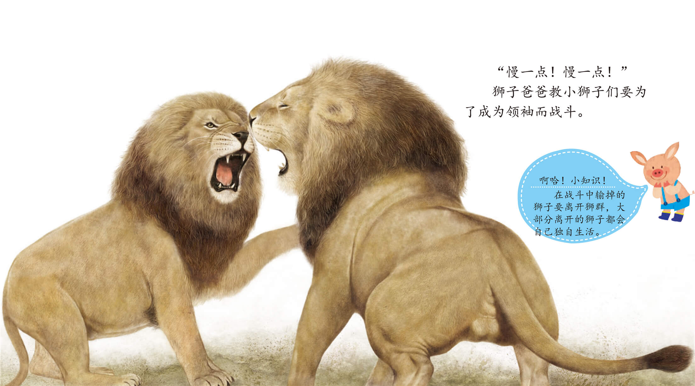 儿童绘本故事推荐《狮子》