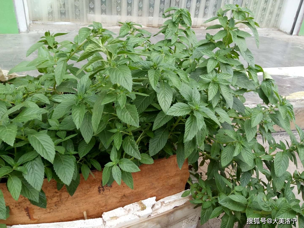 原创河南洛宁张便玲:科学知识科普——冈蒌