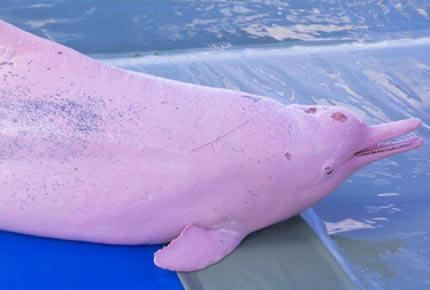 粉色海豚真实图片