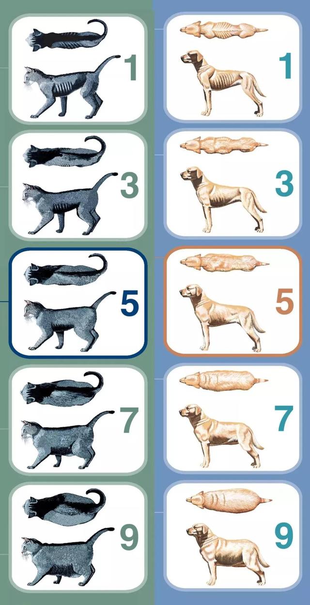 有一种 宠物身体评分方法(bcs),虽然不具体,但是非常实用,适合铲屎官
