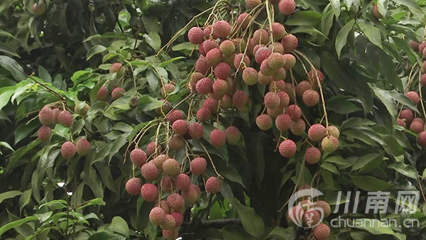寻找合江最美百年荔枝林(二):荔江镇甘雨村_笔者